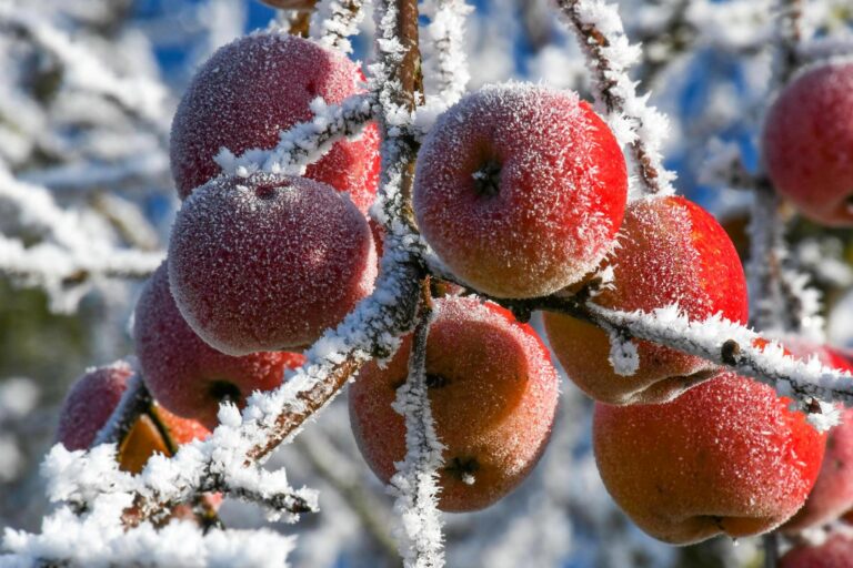 How to Protect Your Fruit Trees from Frost Damage