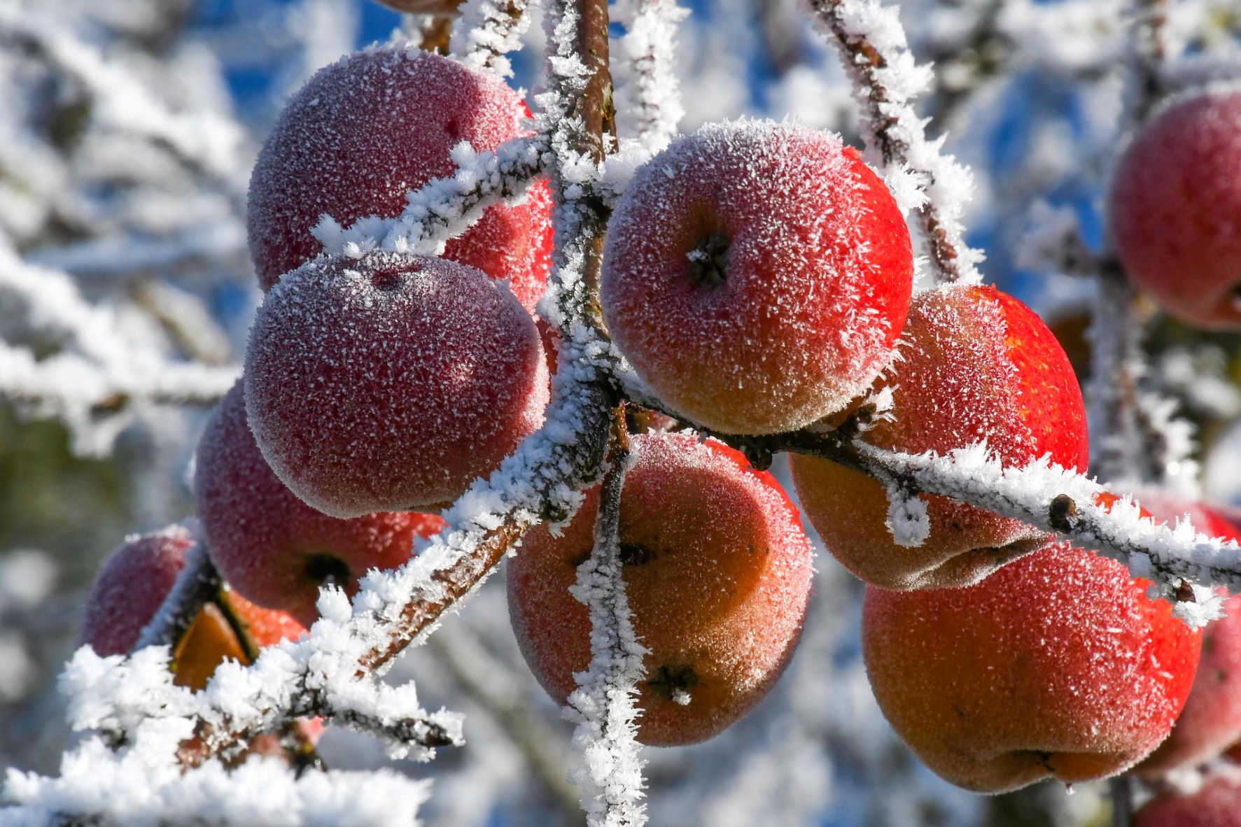 Protect Your Fruit Trees from Frost Damage Hillier Garden Centres