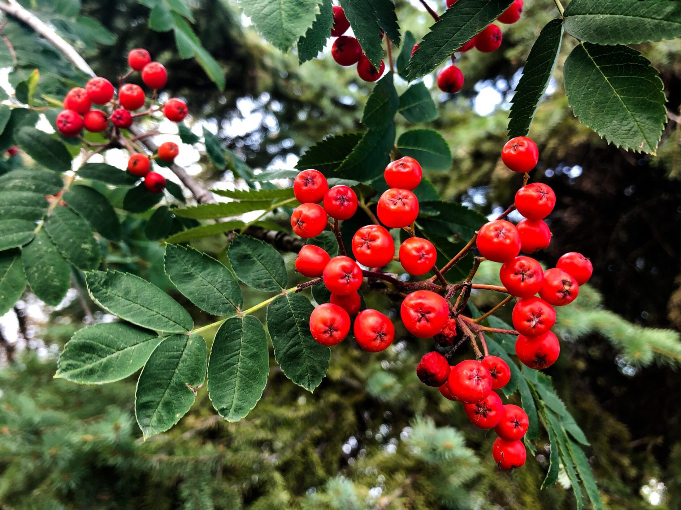 A Very Berry Christmas Hillier Garden Centres
