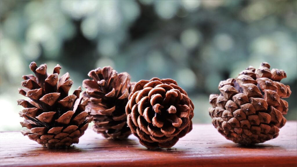 Pinecones