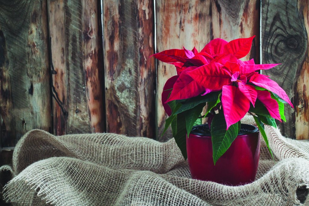 Red Poinsettia In Pot