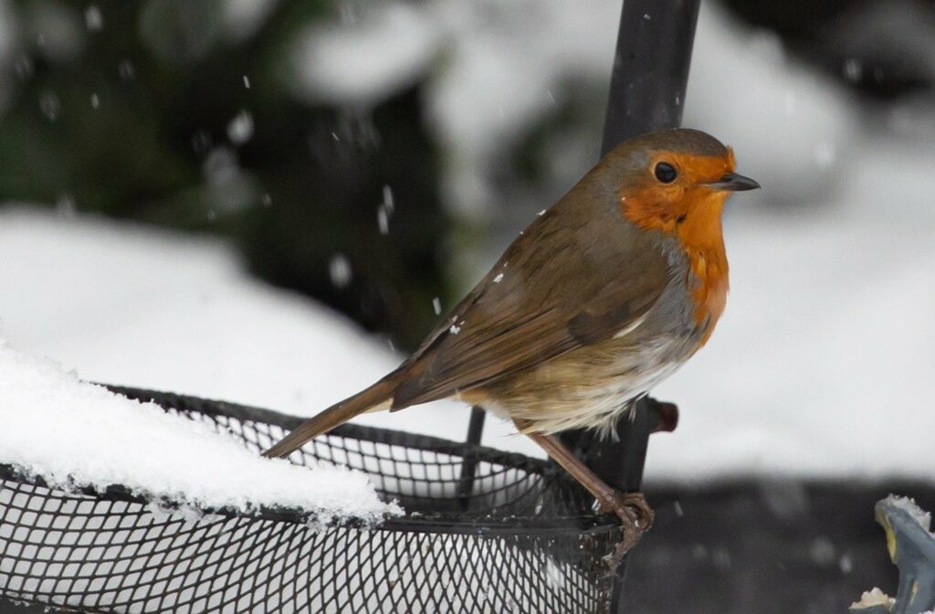 Robin in winter garden