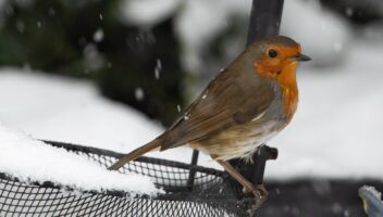 Robin in winter garden