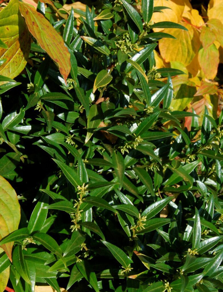 Sarcococca Dragon Gate