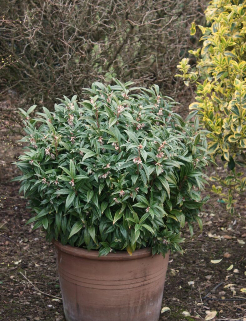 Sarcococca