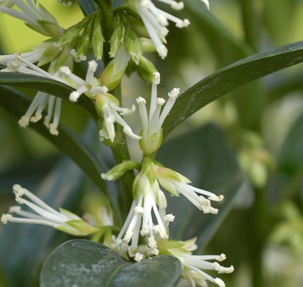 Sarcococca confusa