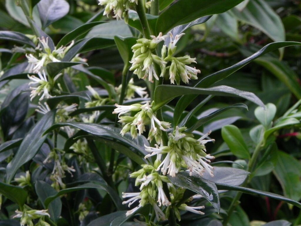 Sarcococca