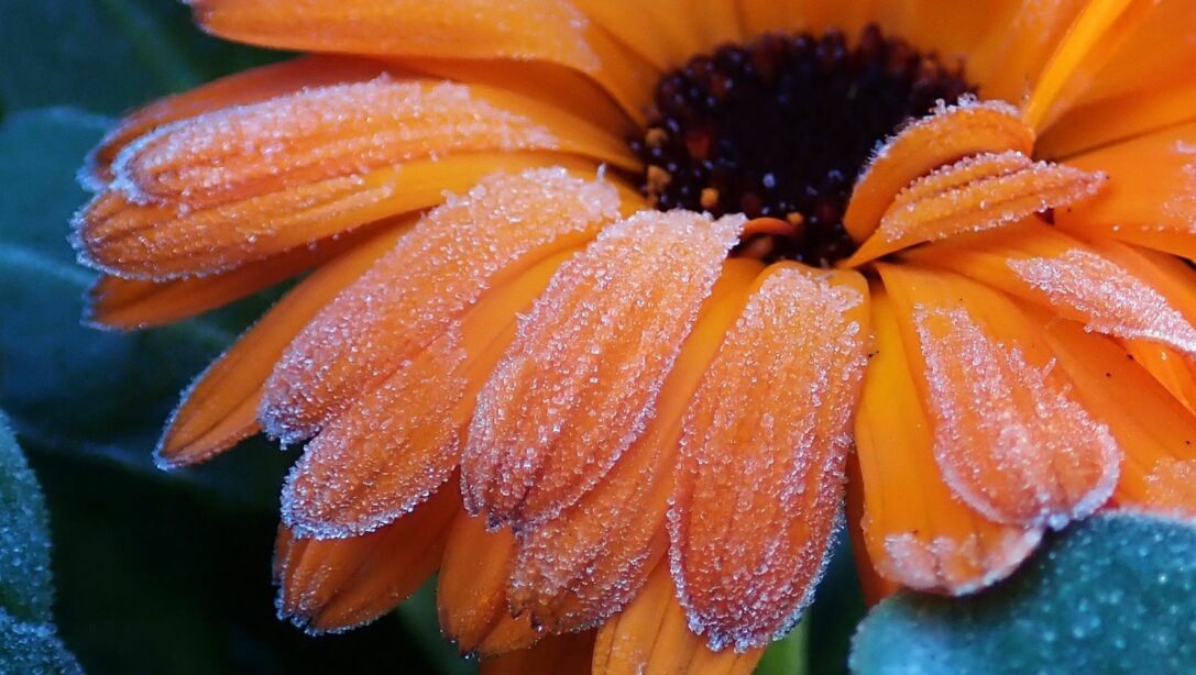 Best Plants to Survive a Frost