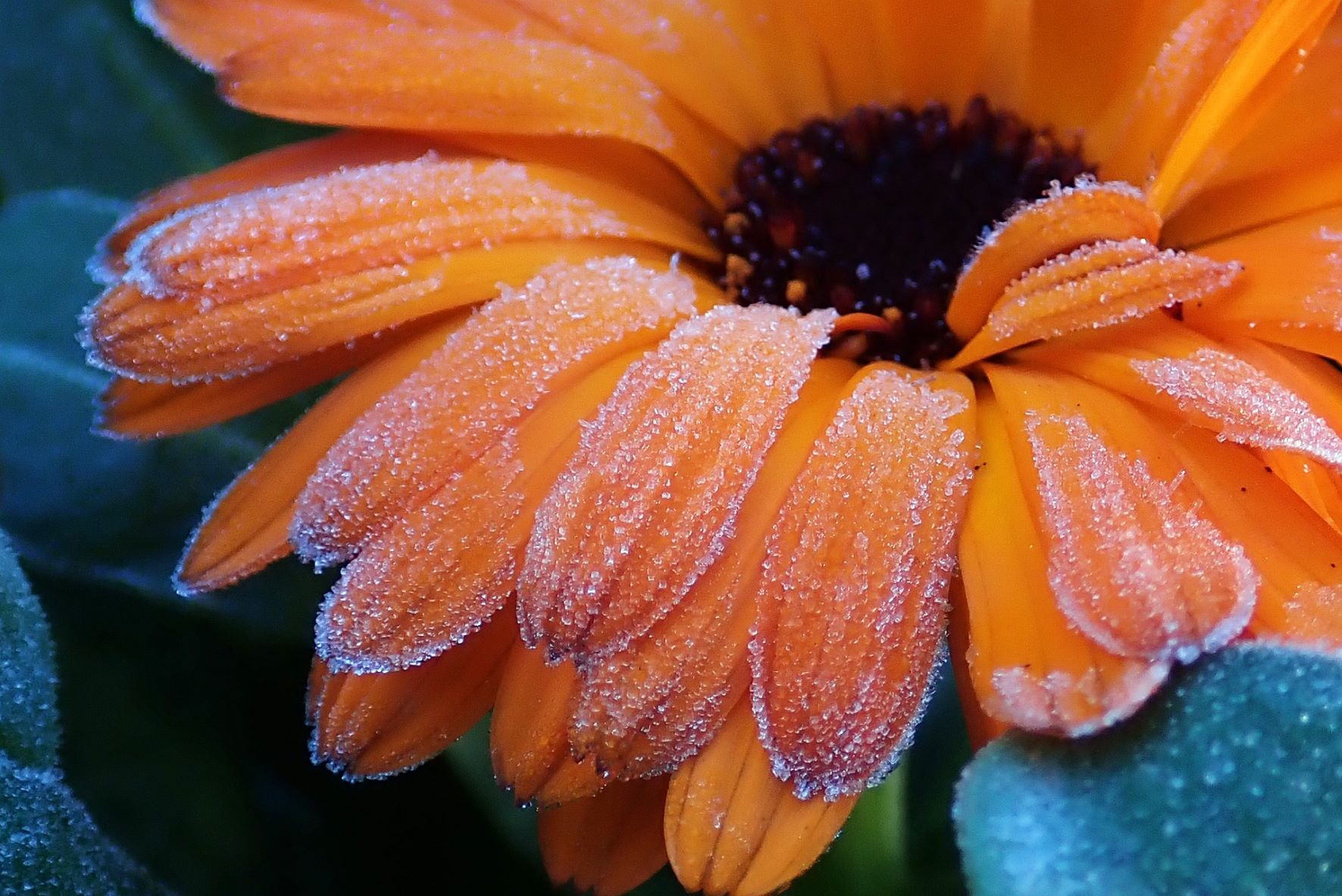 11 Flowers That Will Survive a Frost | Hillier Garden Centres