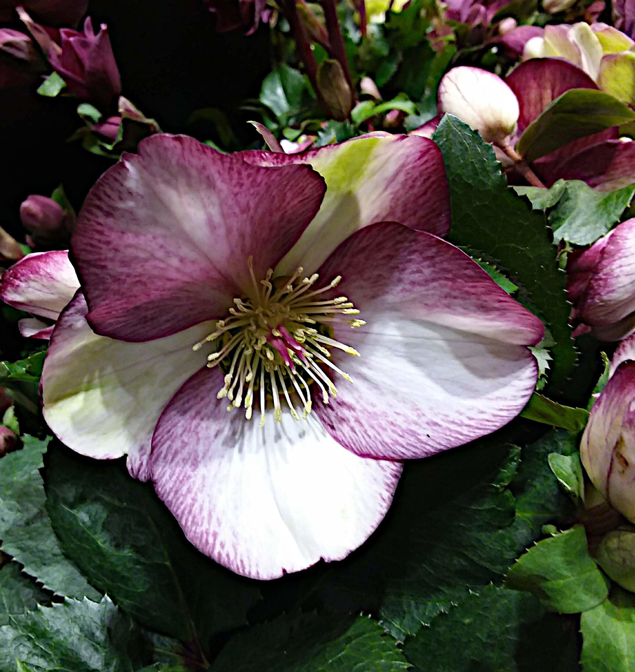 HelleborusIcenRosesPicotee Hillier