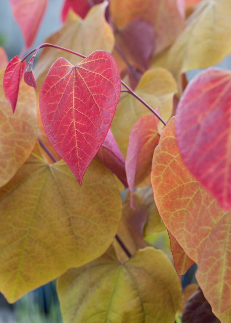 Cercis Canadensis ‘Eternal Flame’ | Plant Profile 