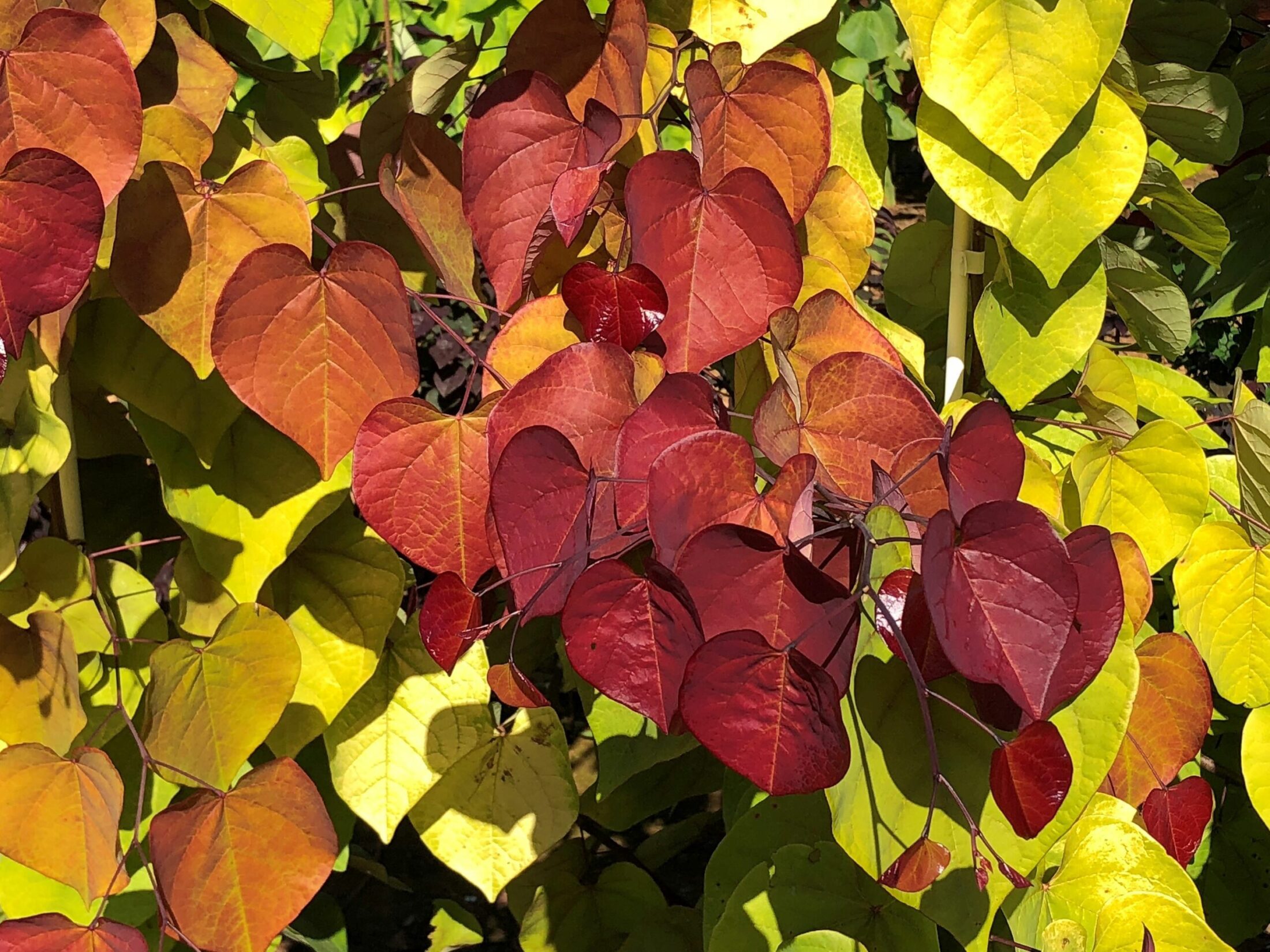CercisEternalFlamefoliage3 Hillier