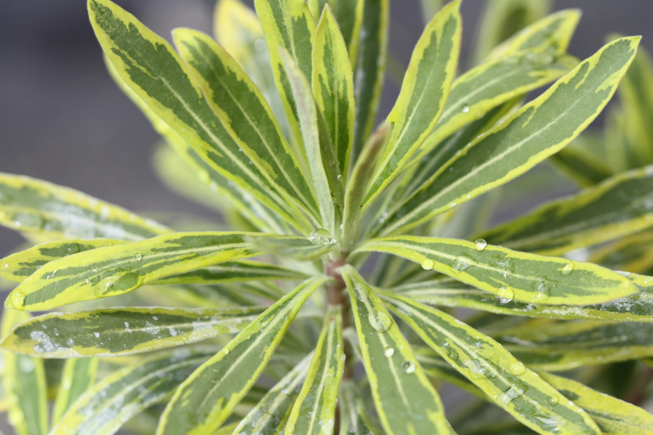 Euphorbia Plant Profile Hillier Garden Centres