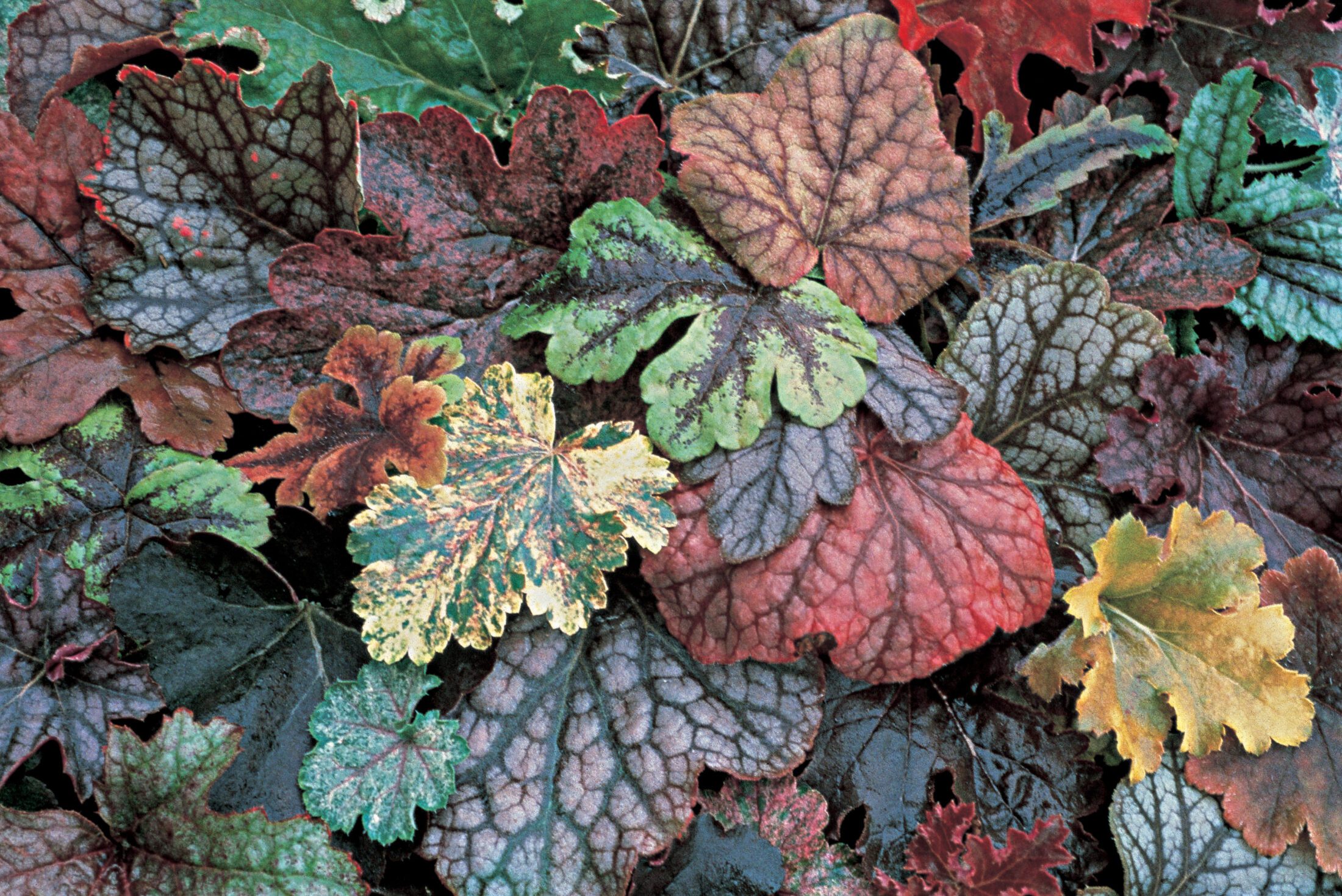HEUCHERA-COLLECTION-image - Hillier