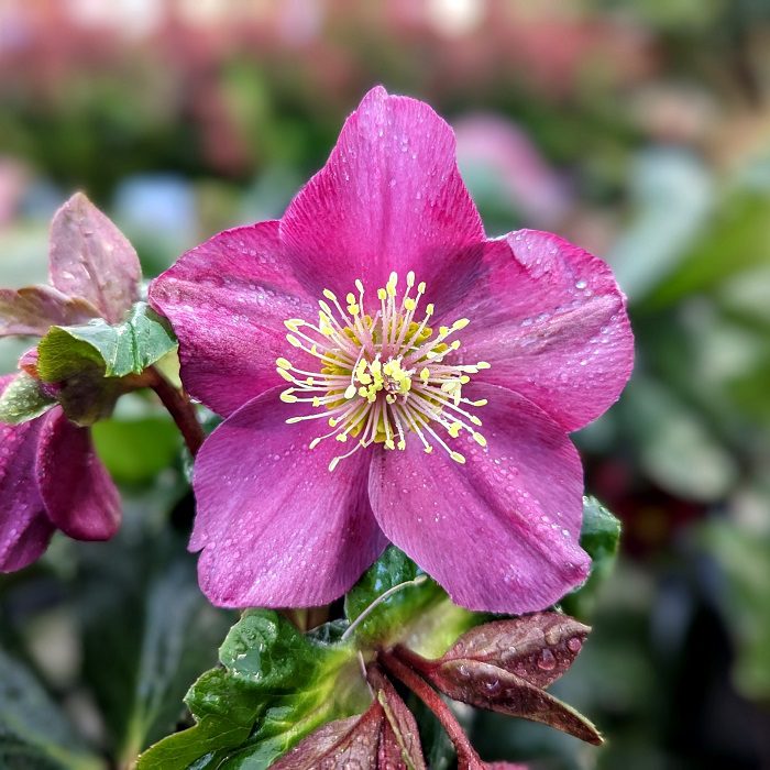 Helleborus HGC Ice N Roses ‘Early Red’ 3L