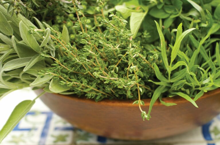 What Herbs to Plant in Spring