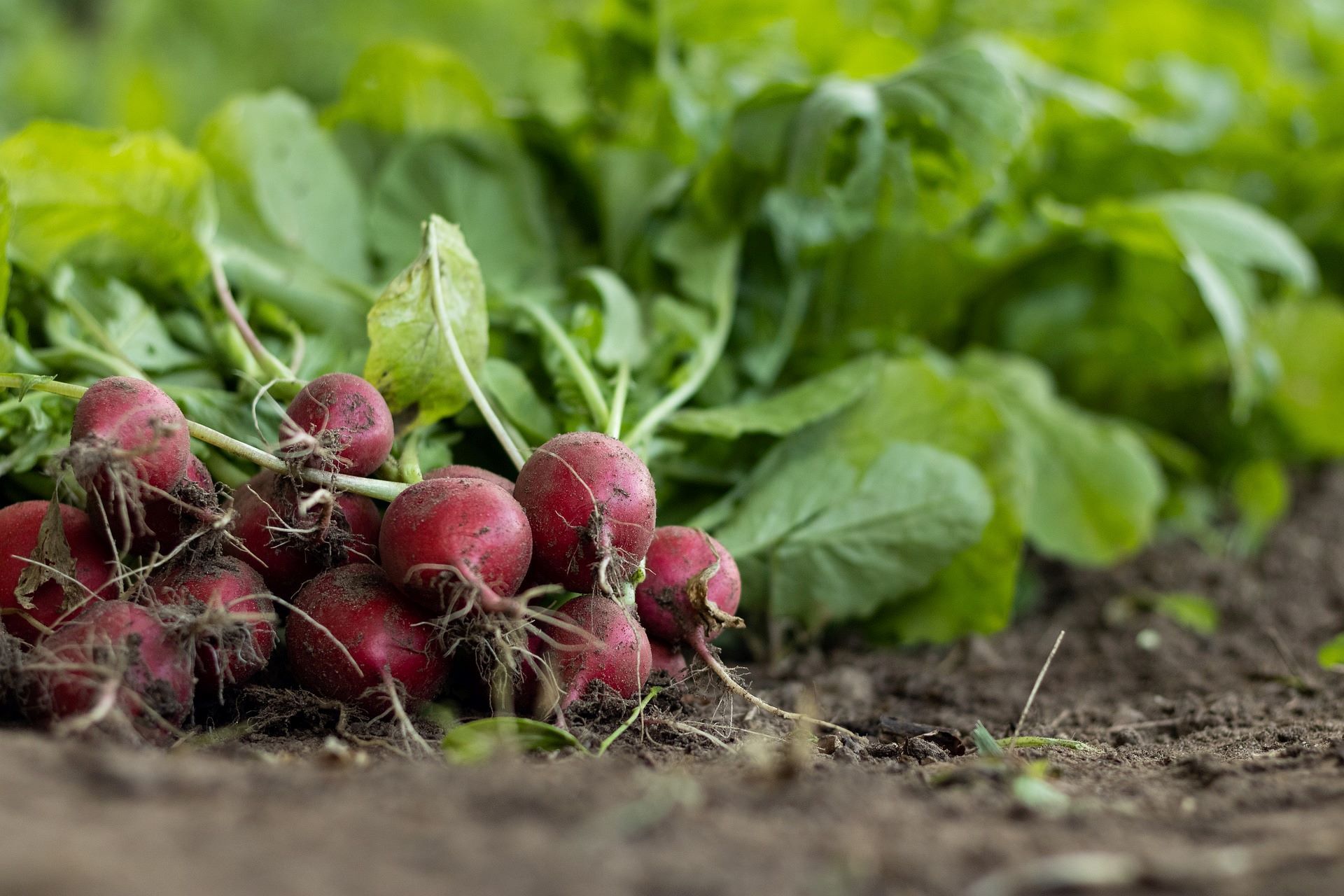 How to Prepare your Vegetable Garden for Spring Hillier
