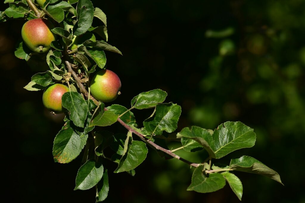 home grown apples apple tree