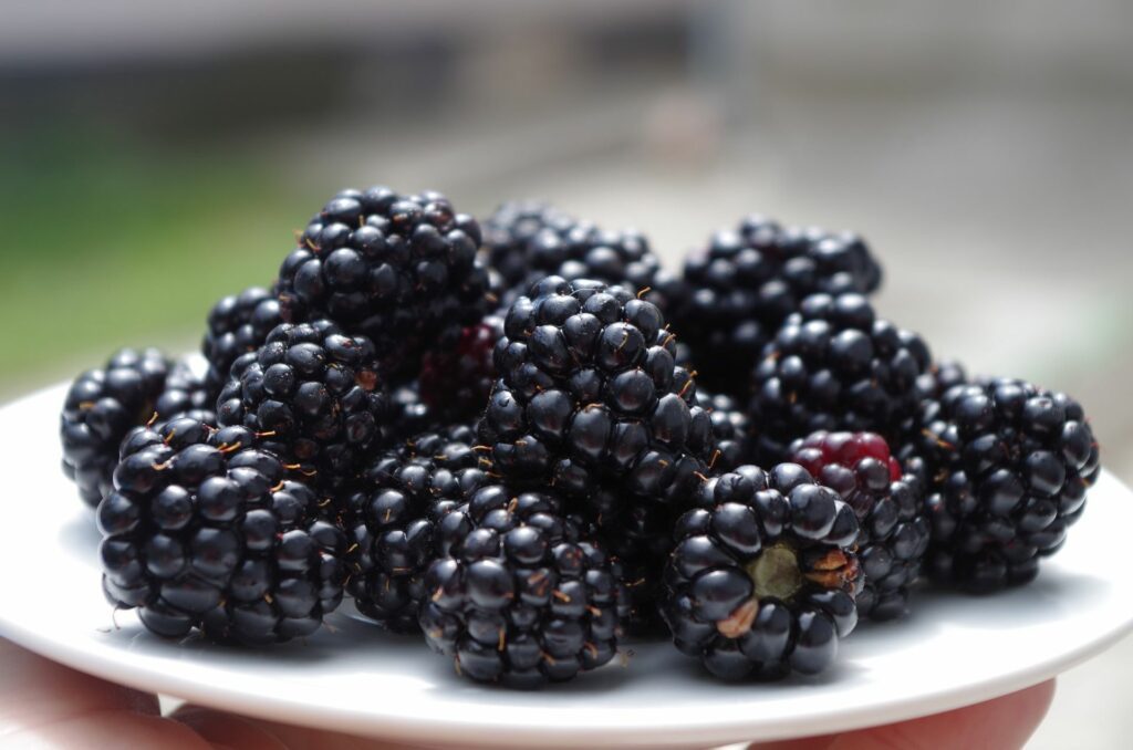 plate of blackberries home grown blackberry