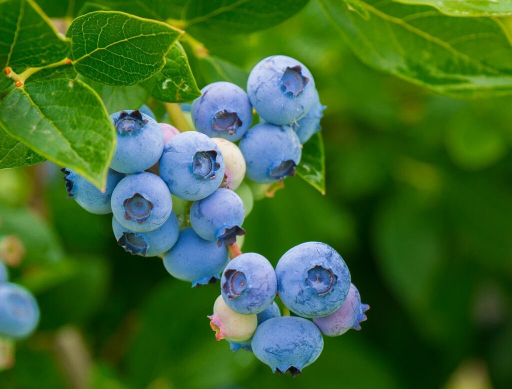 home grown blueberry