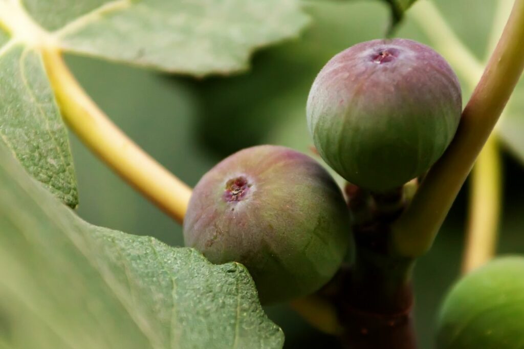 home grown figs fig