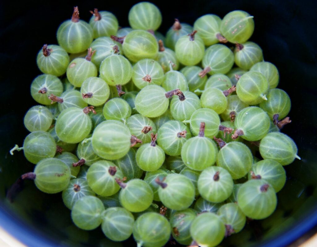 home grown gooseberries gooseberry