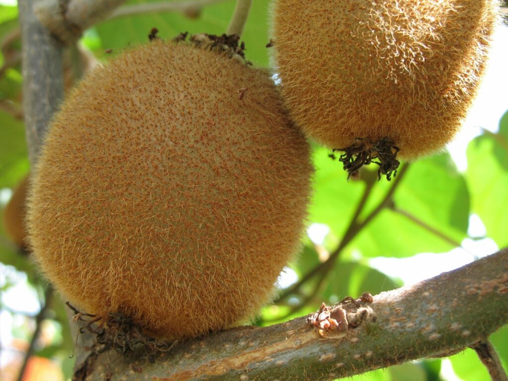 home grown kiwis fresh kiwi