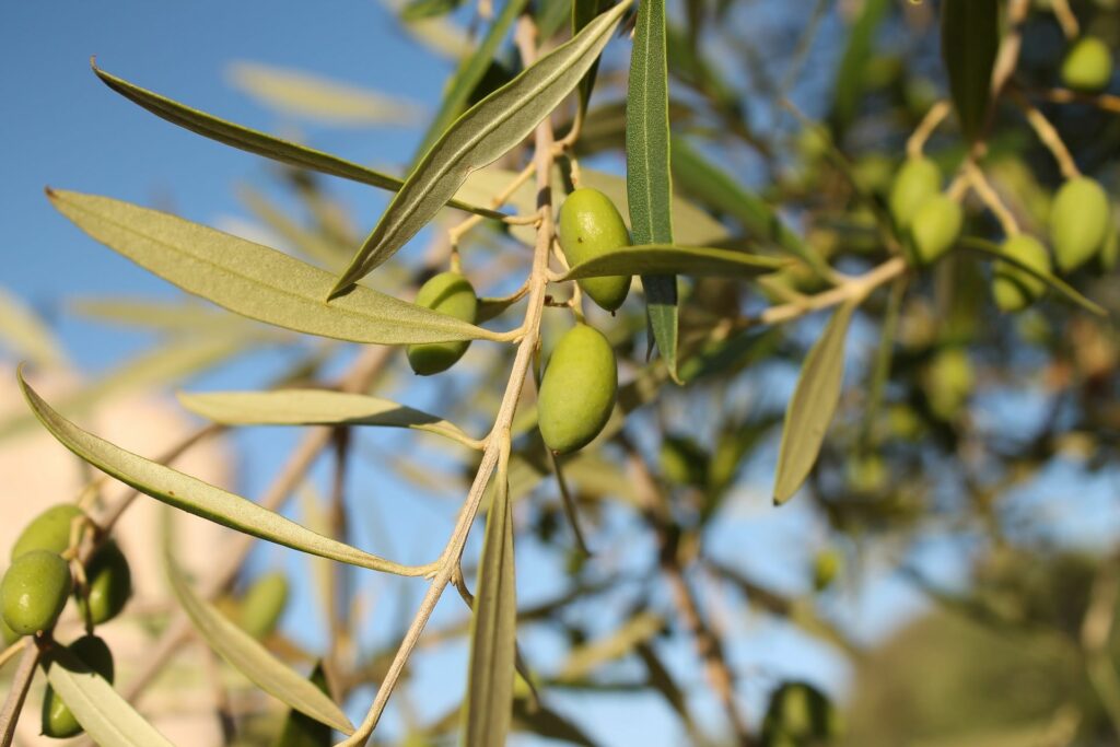 home grown olives
olive tree