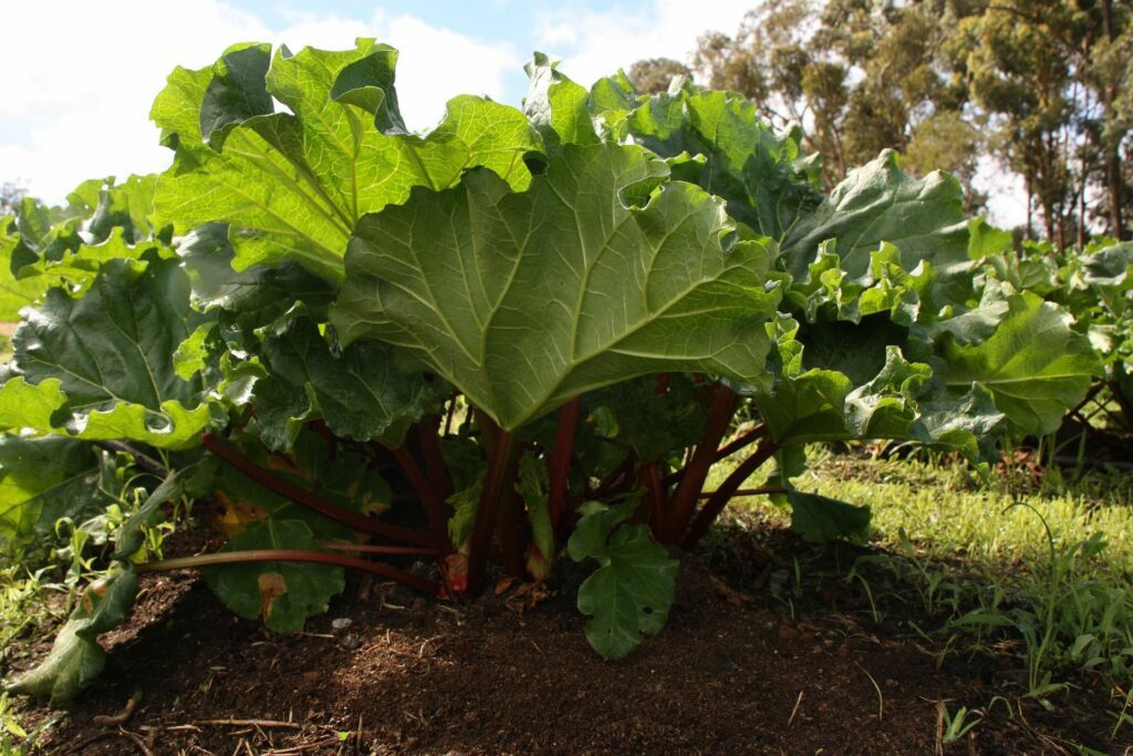 home grown rhubarb
rhubarb bush