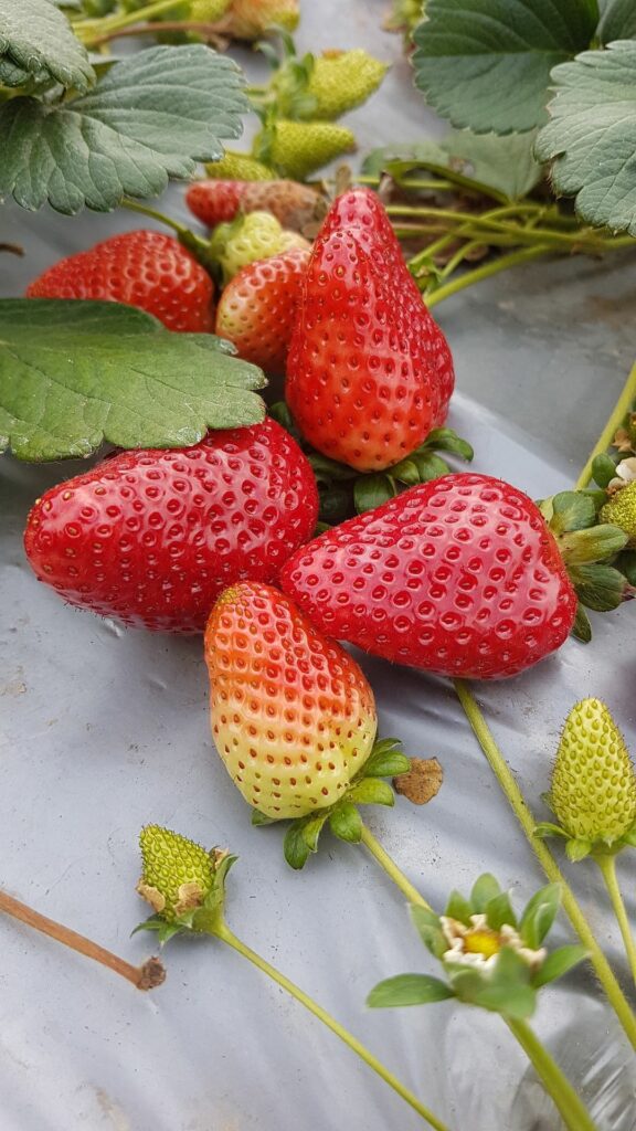 home grown strawberries red strawberry