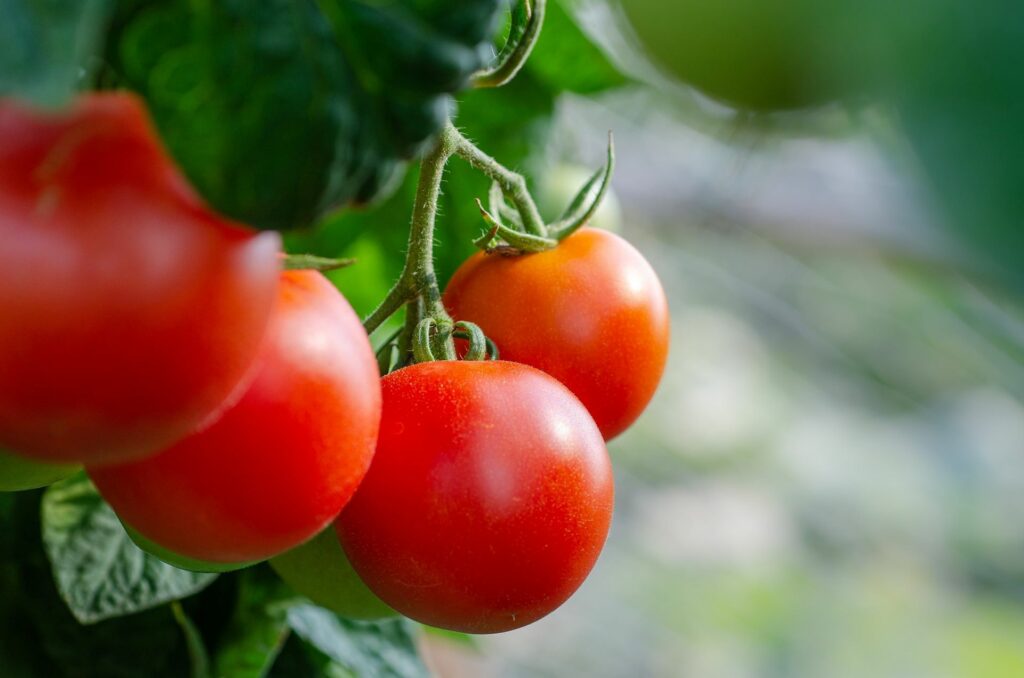 home grown tomato tomatoes
