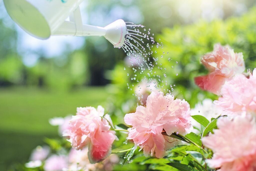 outdoor plants being watered