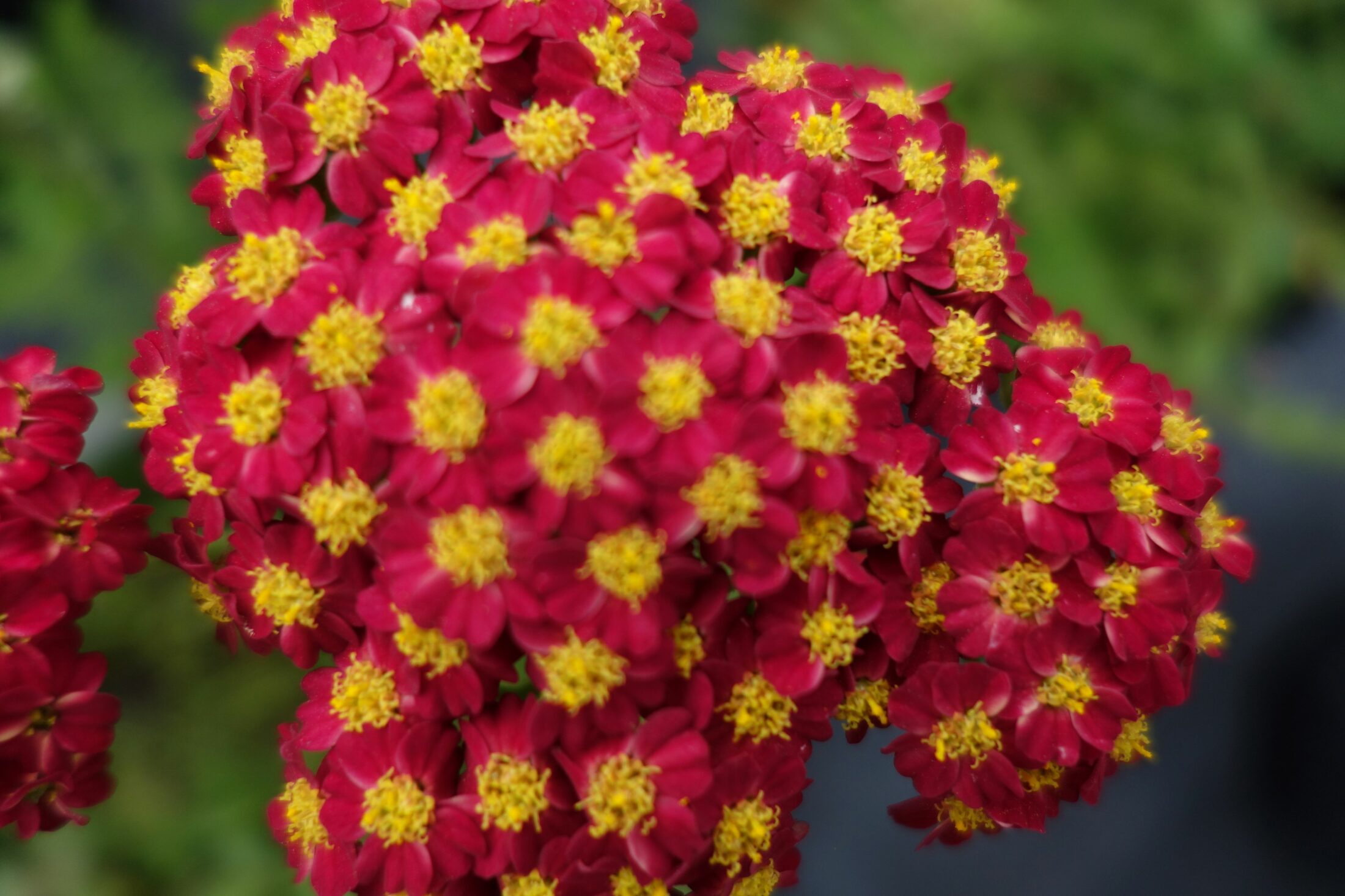 Best Plants for Hot & Sunny Areas Hiller