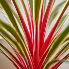 Cordyline australis ‘Magic Star’ 2L