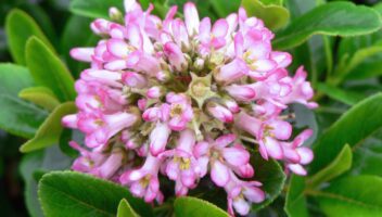 Garden & Home Ideas
