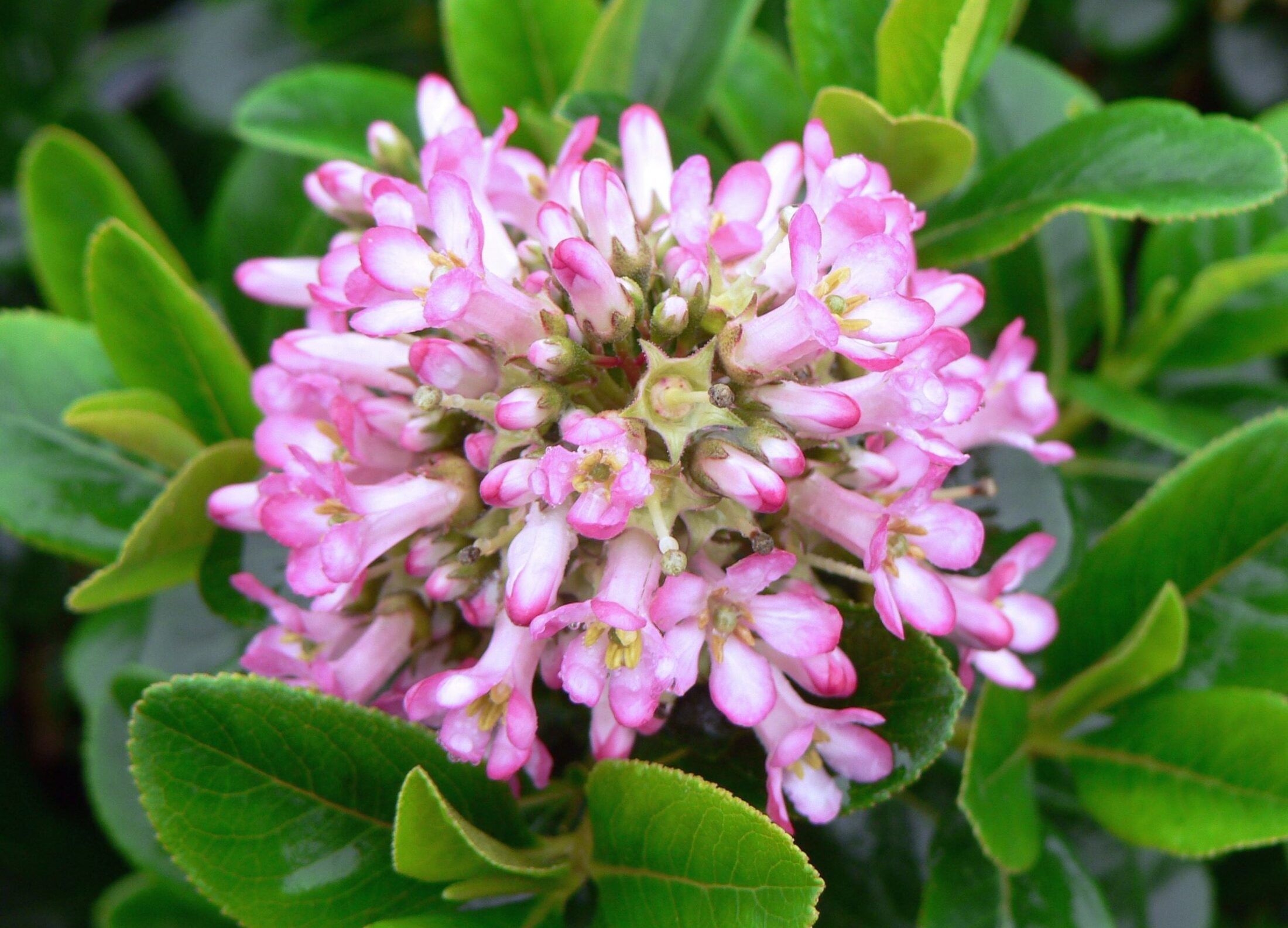 Best Plants for Clay Soil Hiller