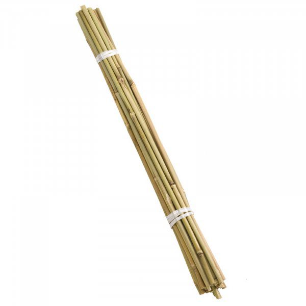 Bamboo Canes 60cm Pack of 20