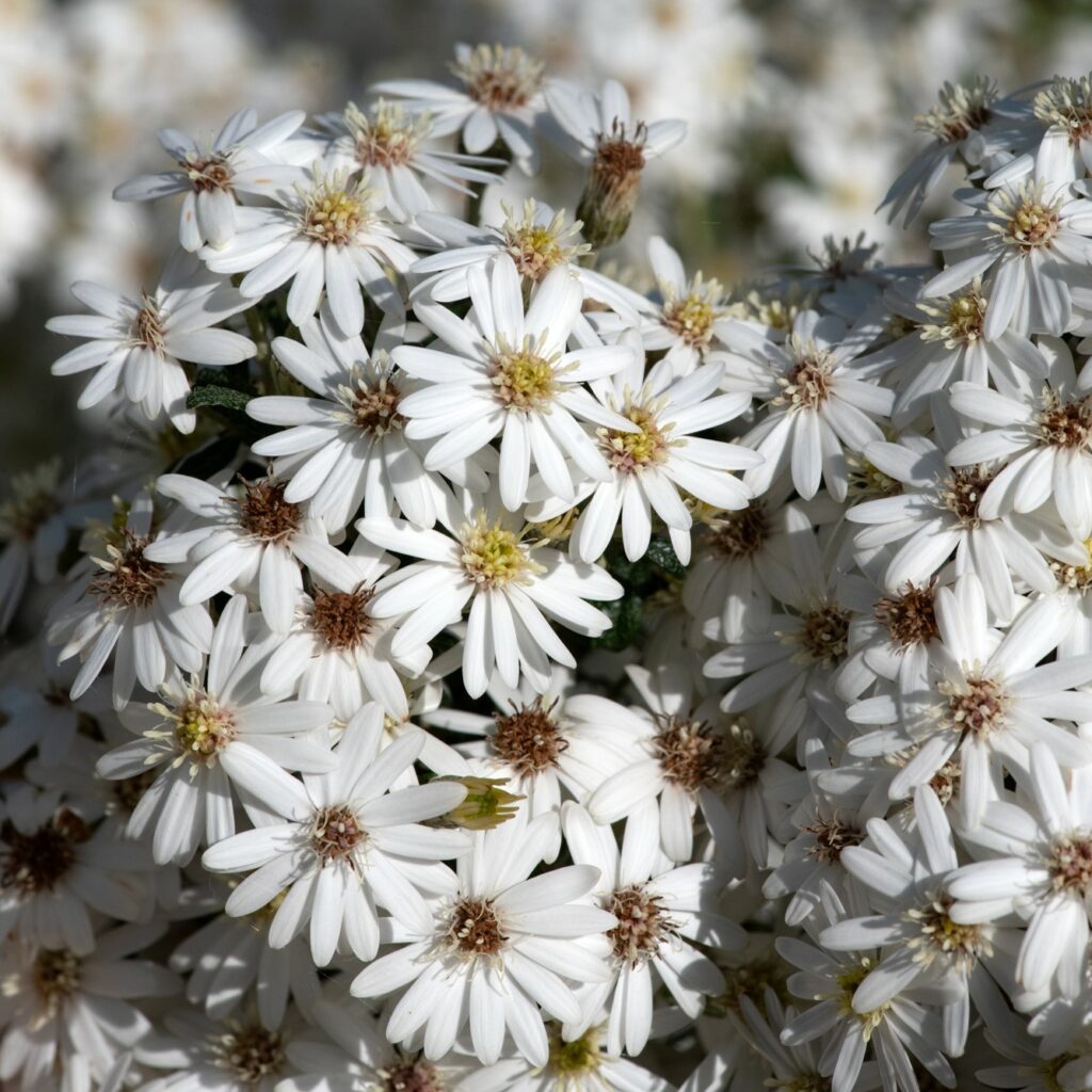 Olearia phlogopappa ‘Spring Bling’ 3L 5023242394183