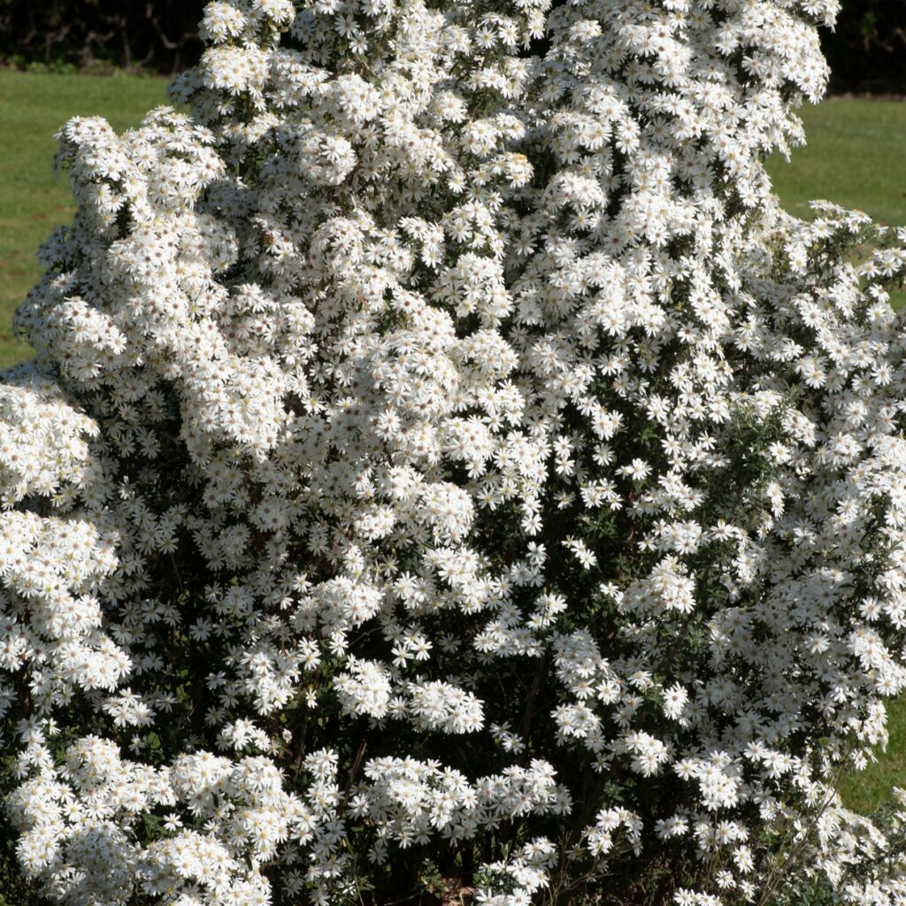 Olearia phlogopappa ‘Spring Bling’ 3L 5023242394183