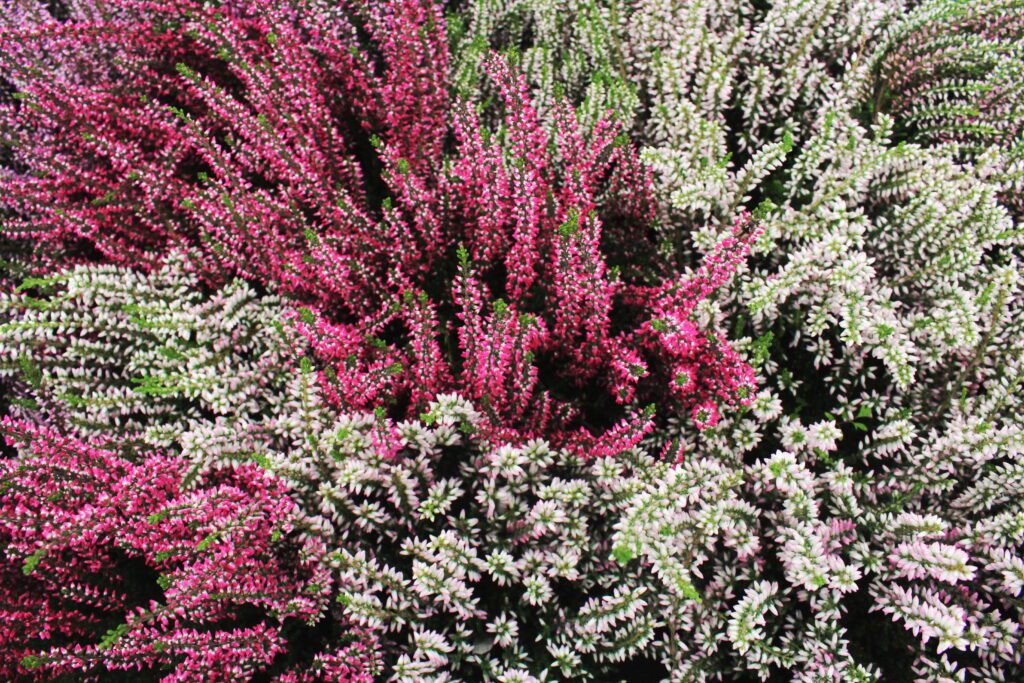 Calluna vulgaris Garden Girls Series Heather