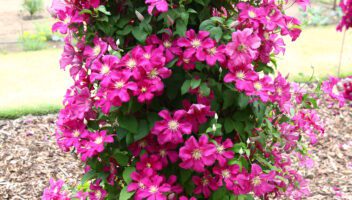 Clematis in clay soil