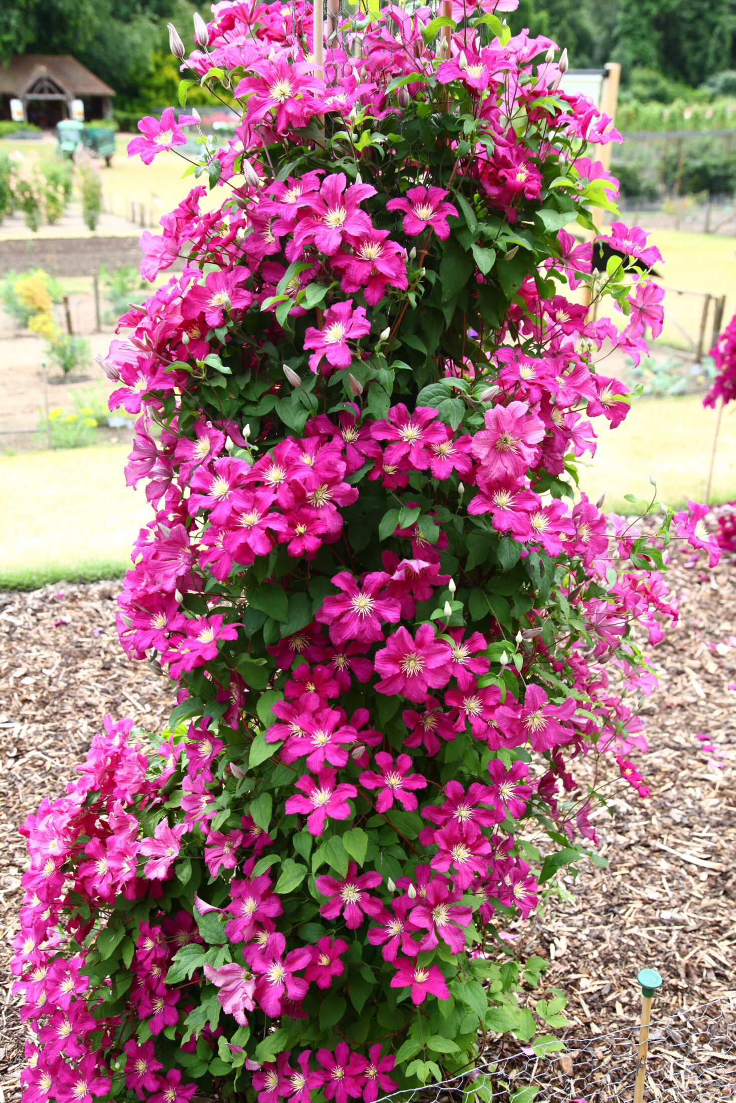 Best Plants for Chalky Soil