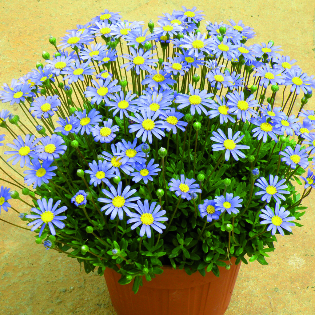 Blue flower in pot for children to plant when gardening