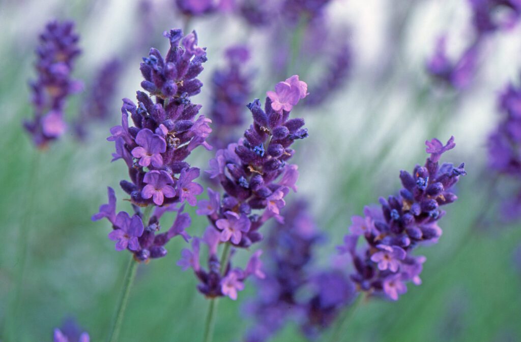 Lavandula angustifolia ‘Maillette’ (English lavender)