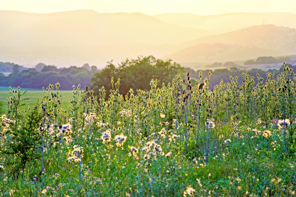 Wildflower meadow in garden