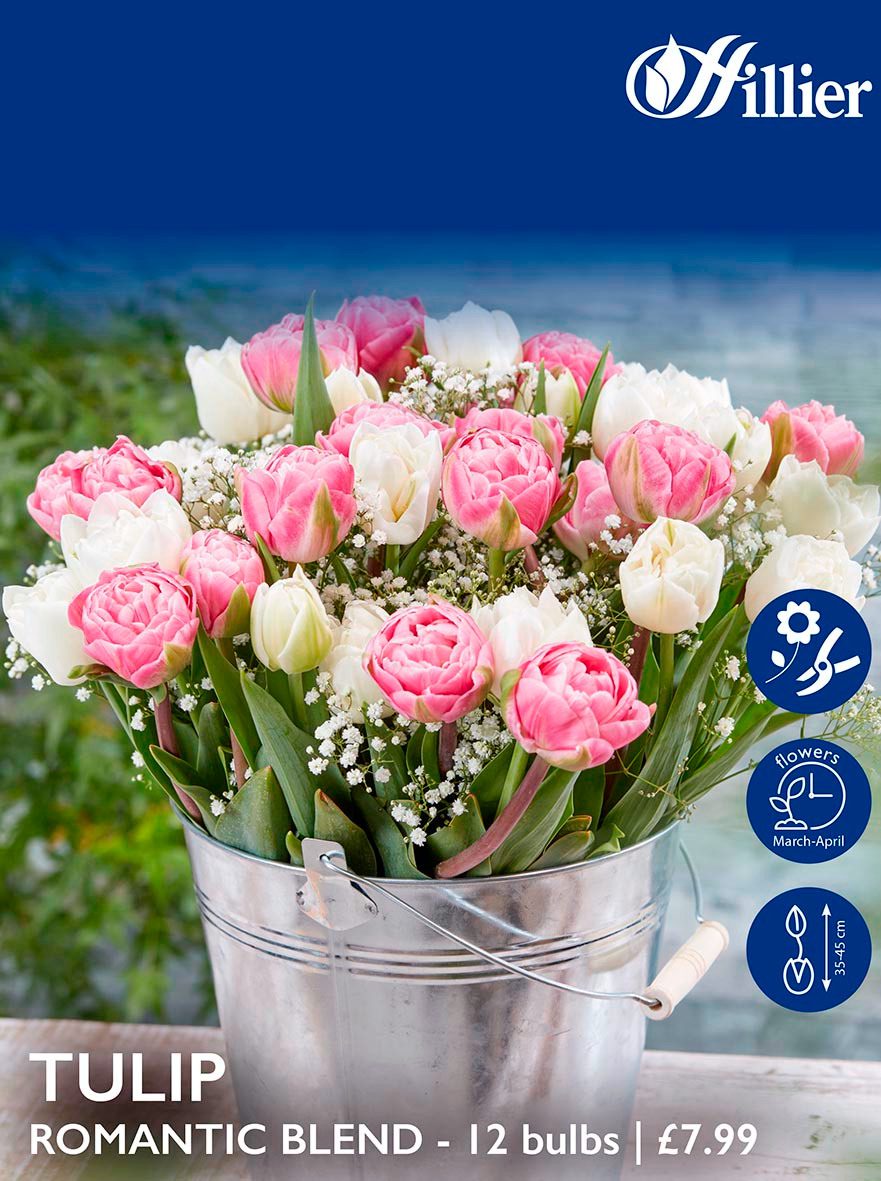Tulip Bulbs Romantic Blend Hillier