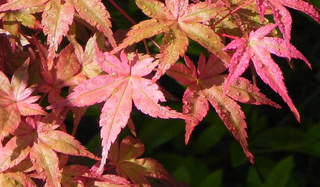 Acer palmatum ‘Beni-Maiko’