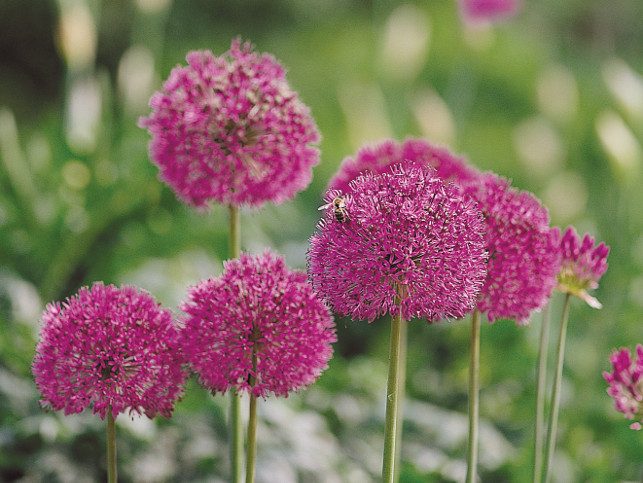 Allium 'Purple Sensation'