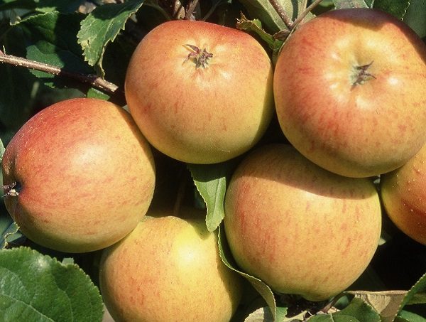apple 'christmas pippin' great choice for fruit trees autumn
