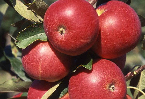 Apple 'Scrumptious' fruit trees